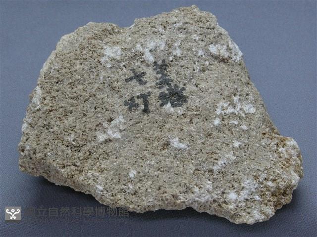 殼灰岩藏品圖，第1張