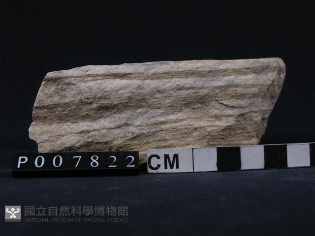石灰質片岩藏品圖，第1張