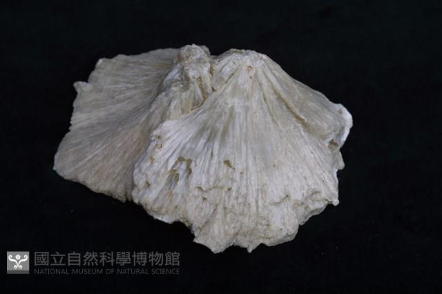 四水鍶硼石 藏品圖，第6張