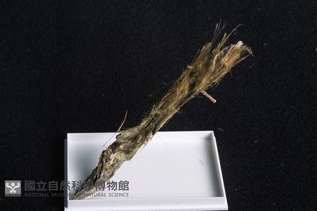 水矽鐵鎂石藏品圖，第1張