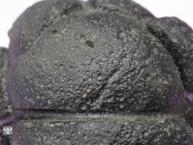 似曜岩類藏品圖，第6張