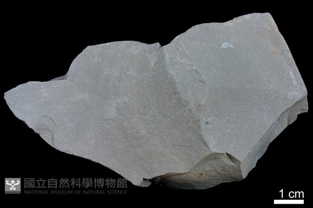 泥岩藏品圖，第1張