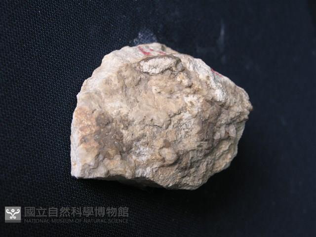矽質片岩藏品圖，第1張