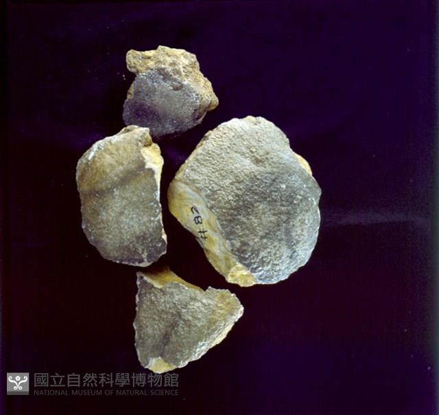 北投石藏品圖，第1張