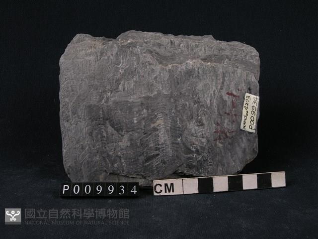 石墨片岩藏品圖，第1張