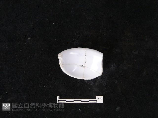 瓷杯藏品圖，第1張