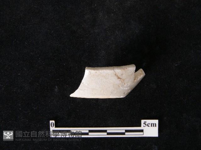 湯匙藏品圖，第3張