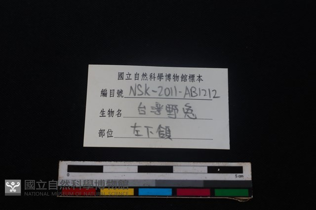 野兔骨藏品圖，第4張