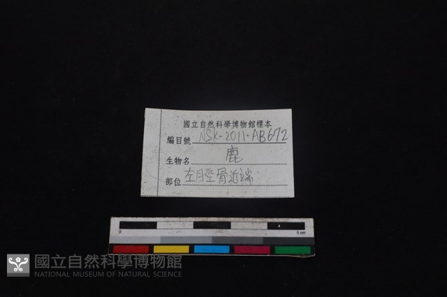 梅花鹿骨藏品圖，第4張