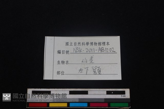 山羌骨藏品圖，第4張