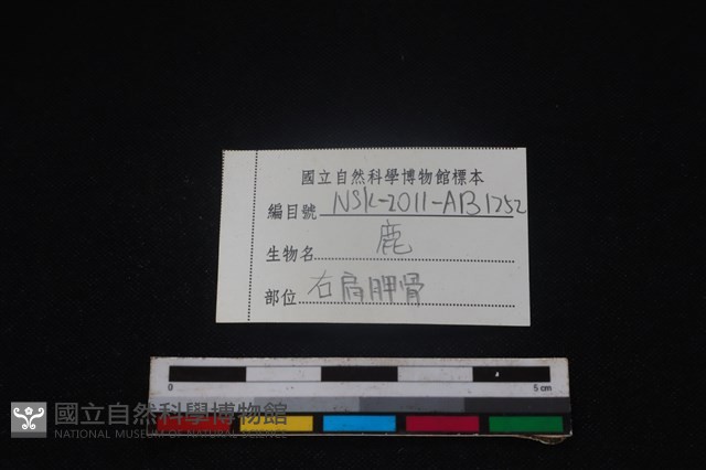 梅花鹿骨藏品圖，第4張
