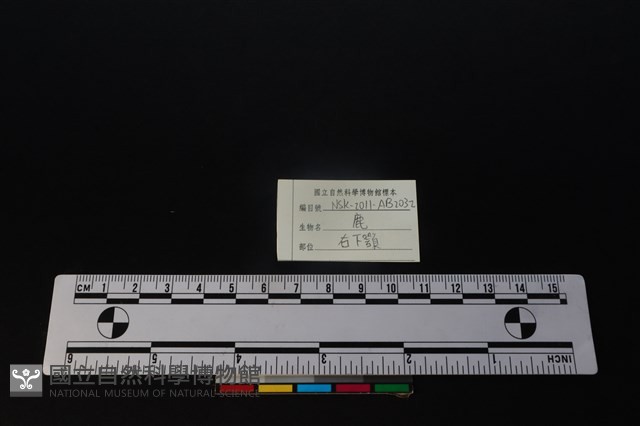 梅花鹿骨藏品圖，第4張