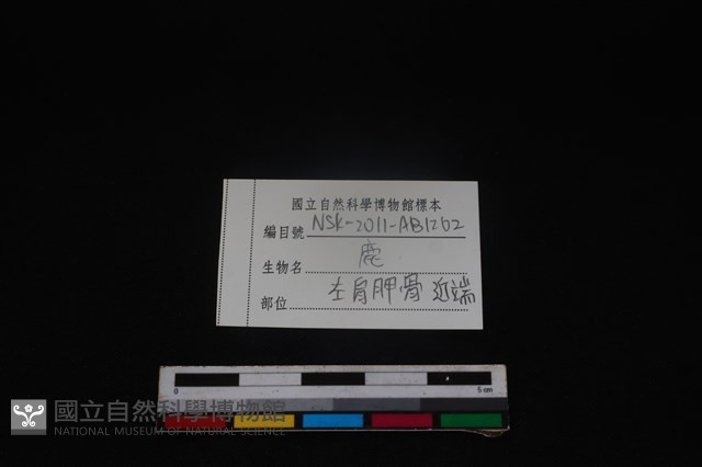 梅花鹿骨藏品圖，第4張