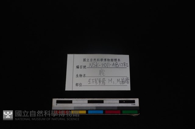梅花鹿骨藏品圖，第4張
