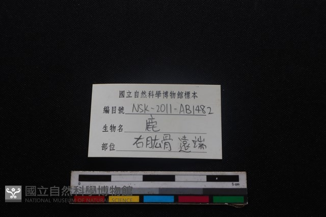 梅花鹿骨藏品圖，第4張