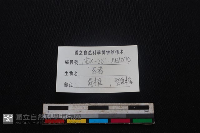 豬骨藏品圖，第4張