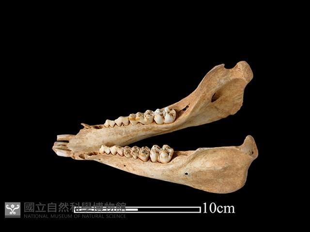 豬骨藏品圖，第1張