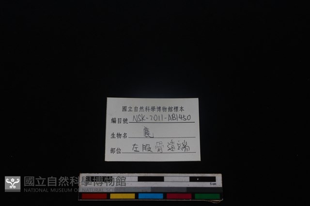 梅花鹿骨藏品圖，第4張