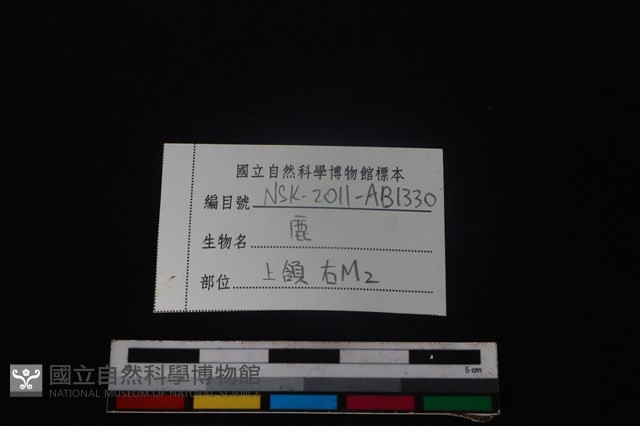 梅花鹿骨藏品圖，第4張