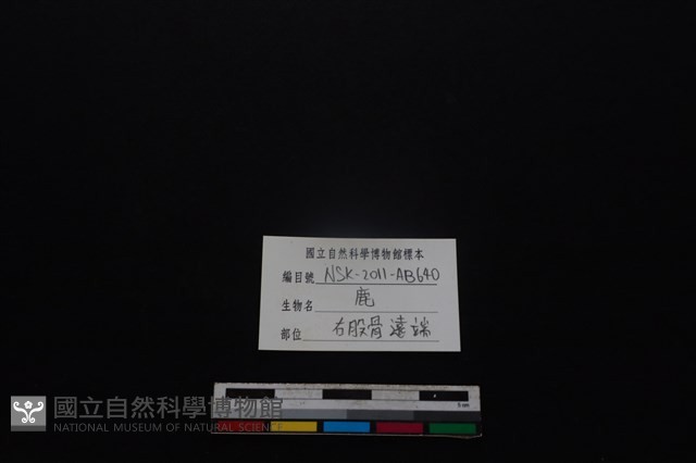 梅花鹿骨藏品圖，第4張