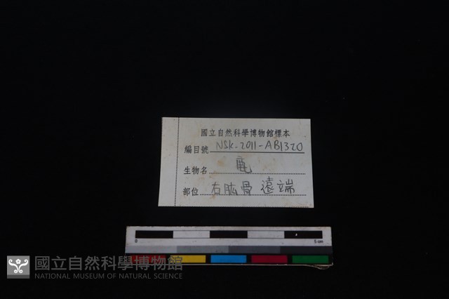 梅花鹿骨藏品圖，第4張