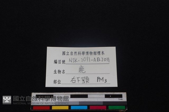 梅花鹿骨藏品圖，第4張