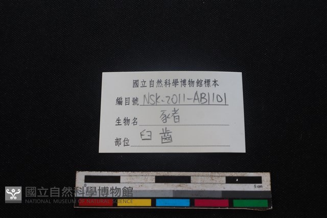 豬骨藏品圖，第4張