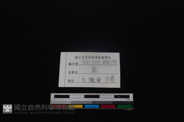 梅花鹿骨藏品圖，第4張