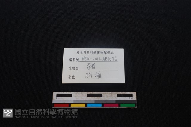 豬骨藏品圖，第4張