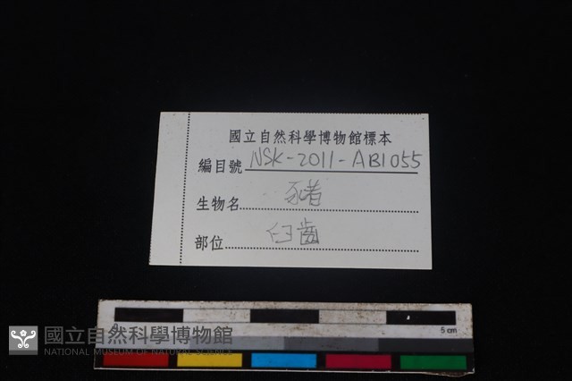 豬骨藏品圖，第4張