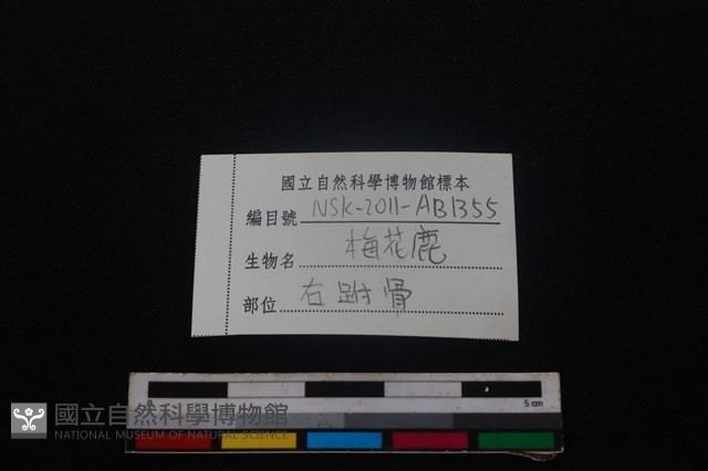 梅花鹿骨藏品圖，第4張