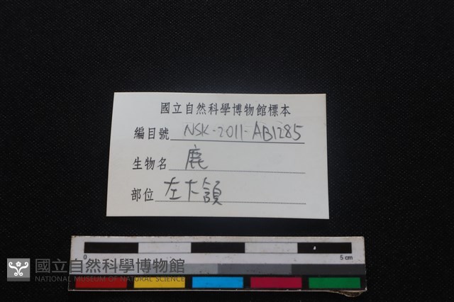 梅花鹿骨藏品圖，第4張