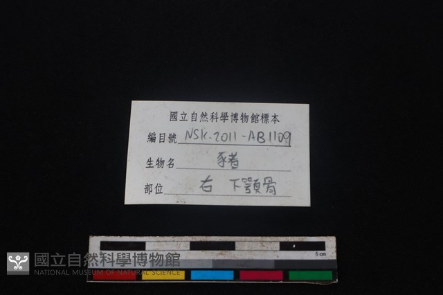 豬骨藏品圖，第4張
