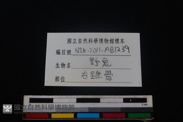 野兔骨藏品圖，第4張
