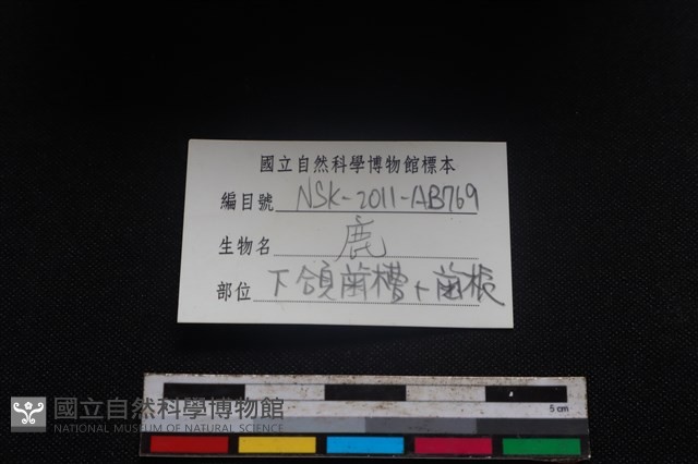 梅花鹿骨藏品圖，第4張