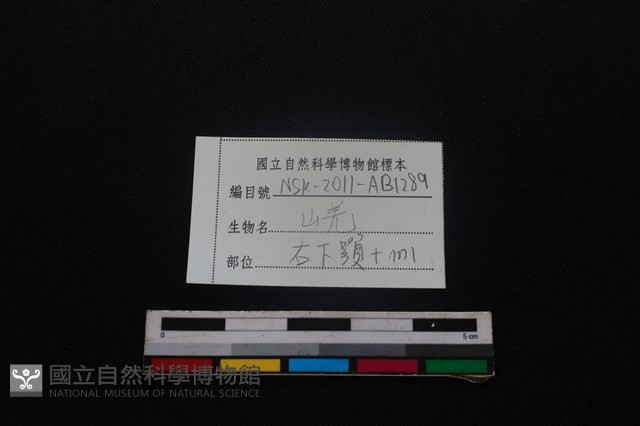 山羌骨藏品圖，第4張