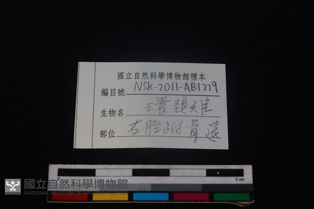 環頸雉骨藏品圖，第4張