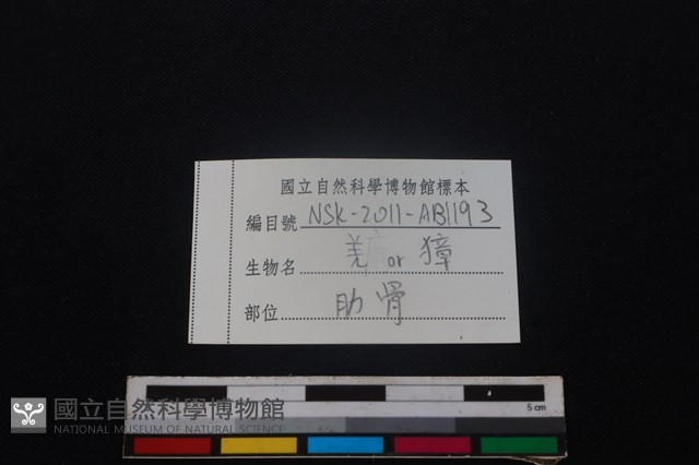 鹿科骨藏品圖，第4張