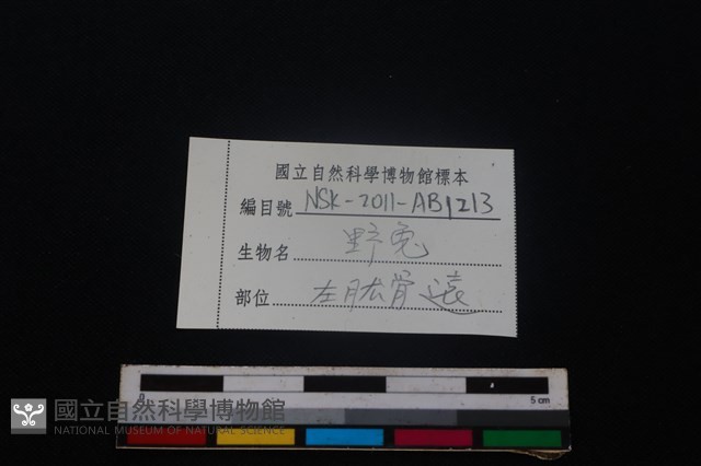 野兔骨藏品圖，第4張