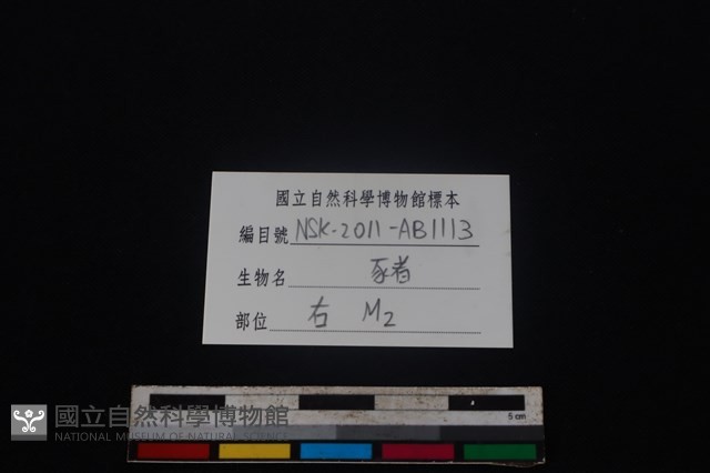 豬骨藏品圖，第4張