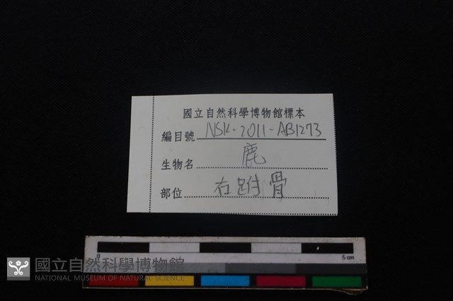 梅花鹿骨藏品圖，第4張