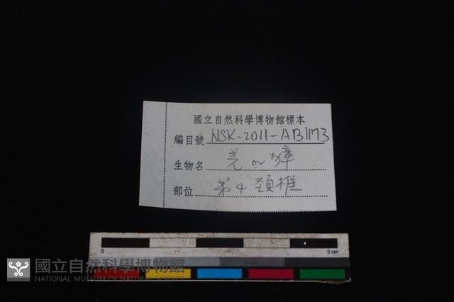 鹿科骨藏品圖，第4張