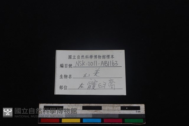 山羌骨藏品圖，第4張