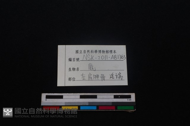 梅花鹿骨藏品圖，第4張