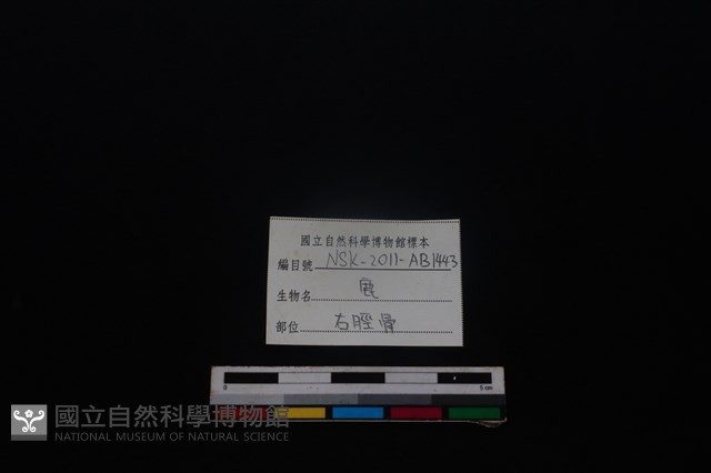 梅花鹿骨藏品圖，第4張