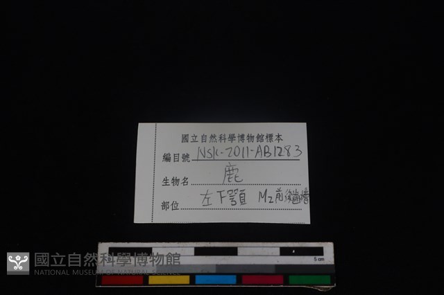 梅花鹿骨藏品圖，第4張