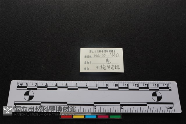 梅花鹿骨藏品圖，第4張