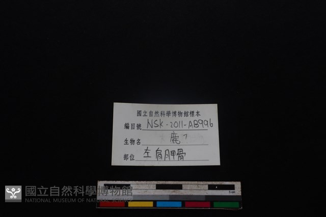 梅花鹿骨藏品圖，第4張