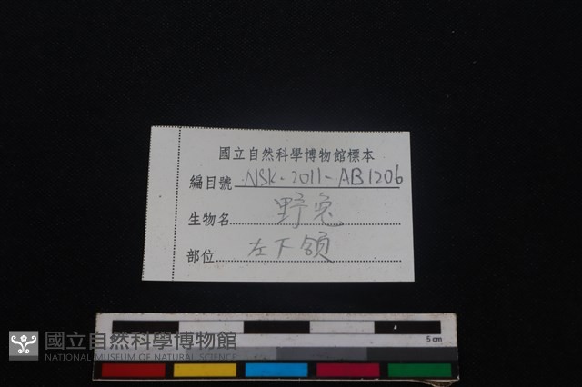 野兔骨藏品圖，第4張