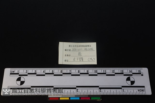 梅花鹿骨藏品圖，第4張